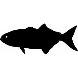 ryby (1)