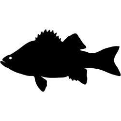 ryby (1)